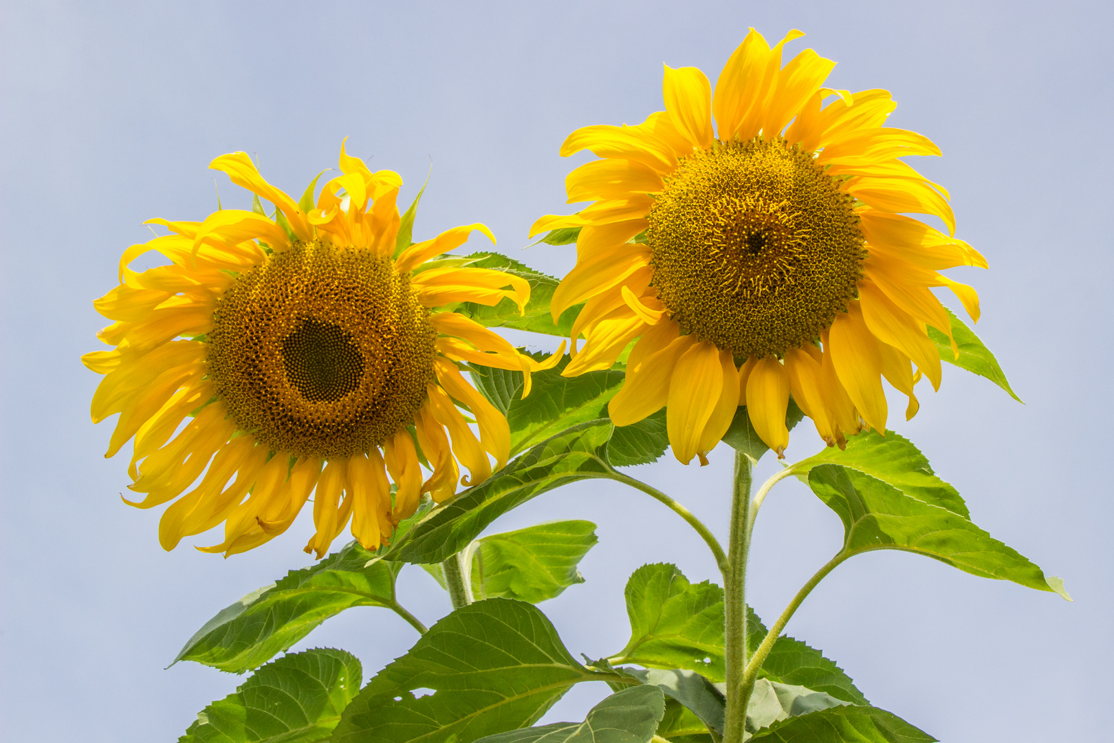 Blumen im August