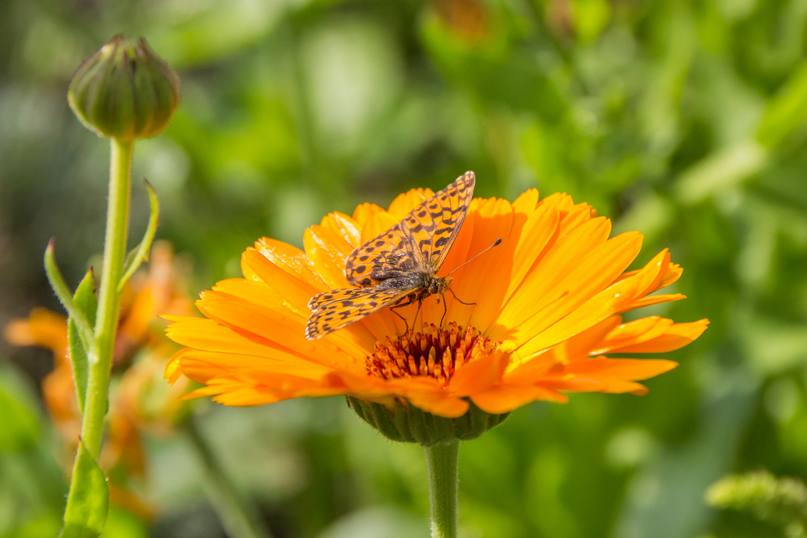 Blumen im August