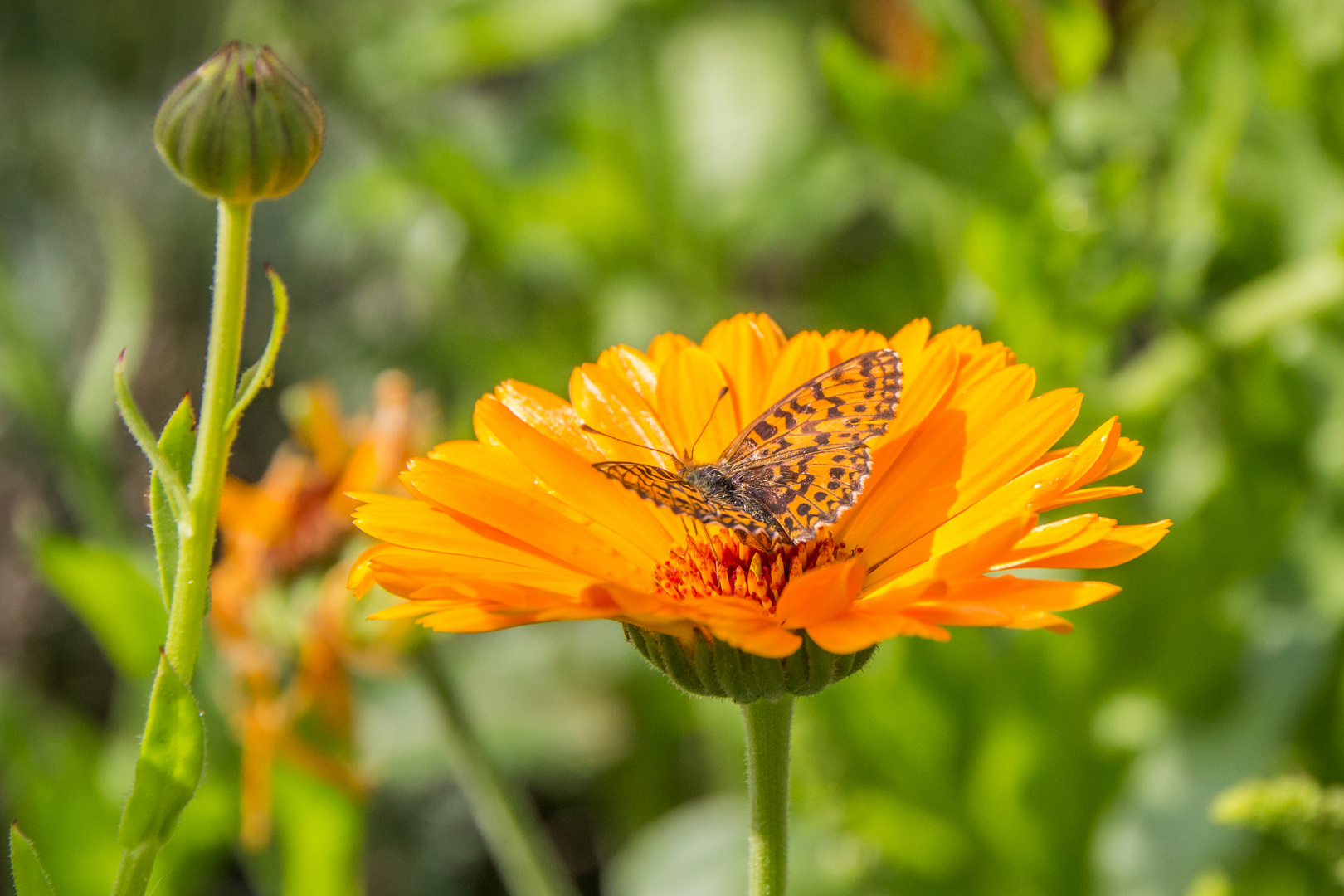 Blumen im August