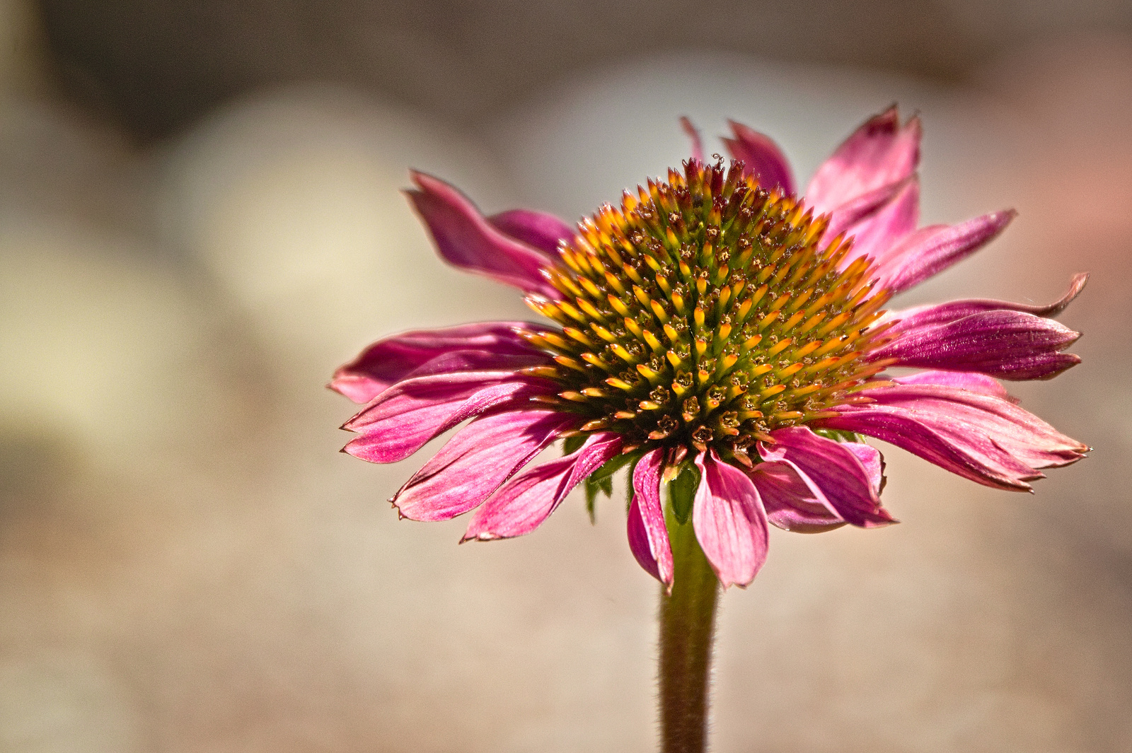 Blumen im August