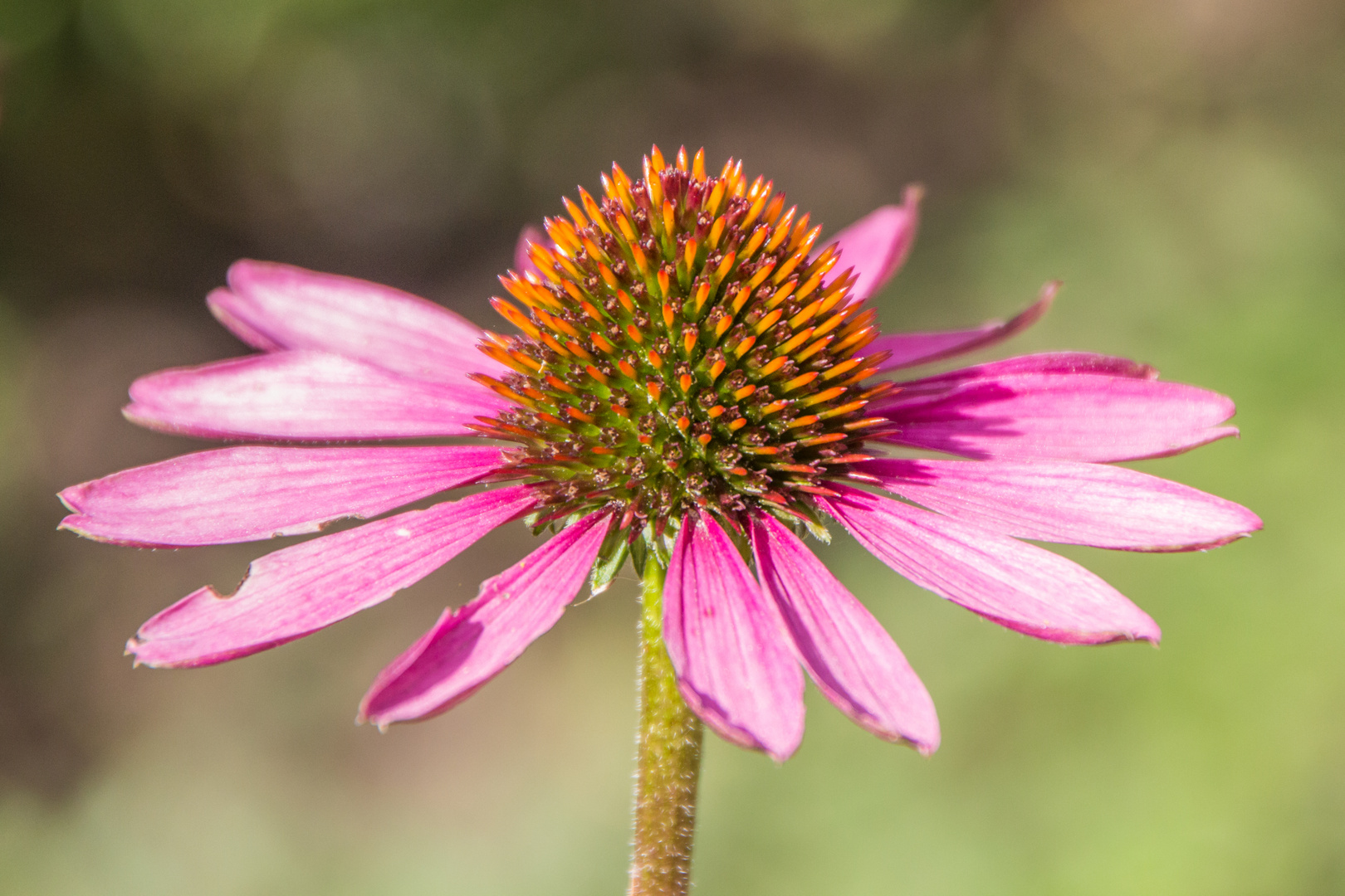 Blumen im August