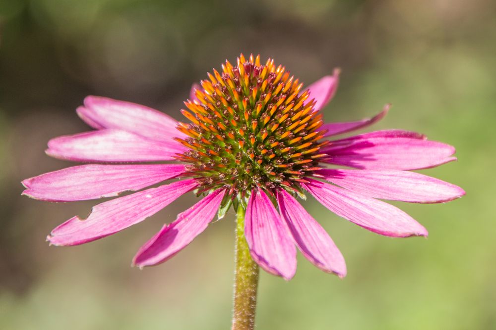 Blumen im August Foto & Bild fotos, natur, blumen Bilder auf