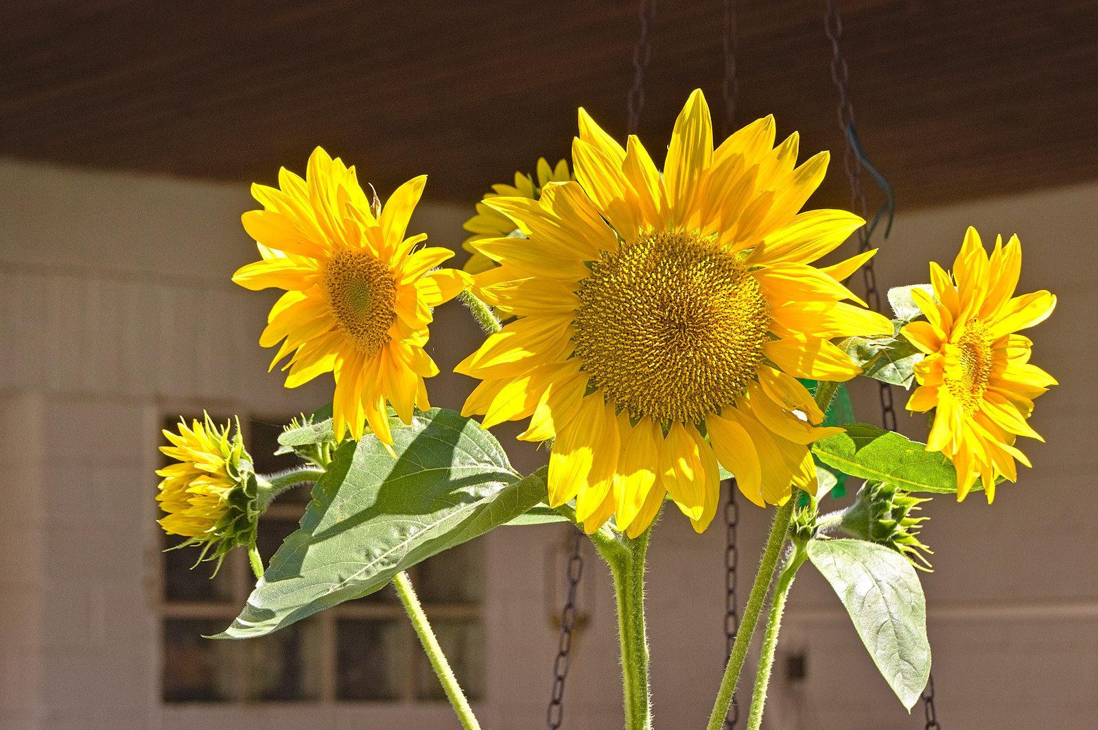 Blumen im August