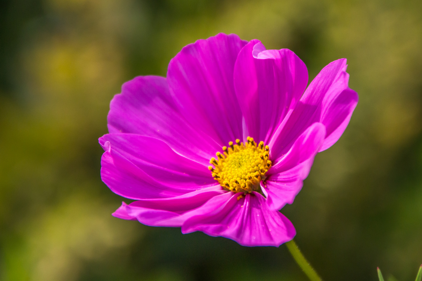 Blumen im August