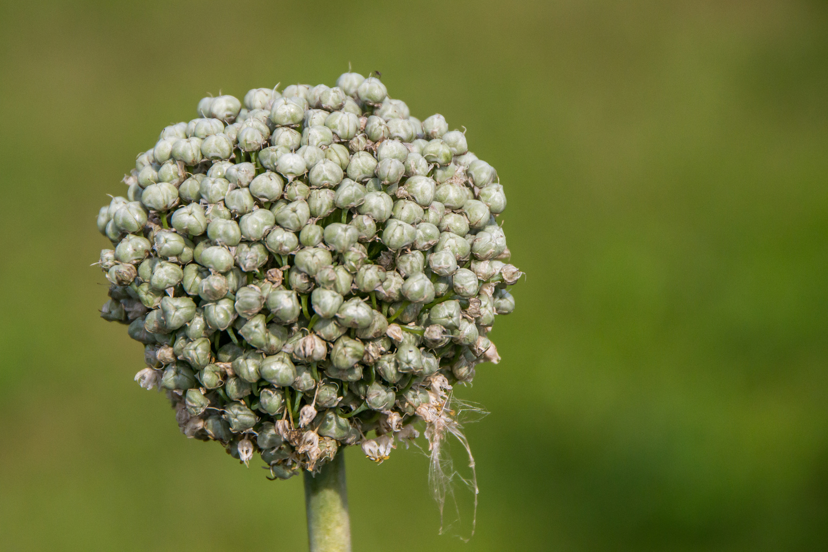 Blumen im August