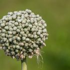 Blumen im August