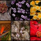 Blumen im Benchijiguatal - aufgenommen von meiner Tochter