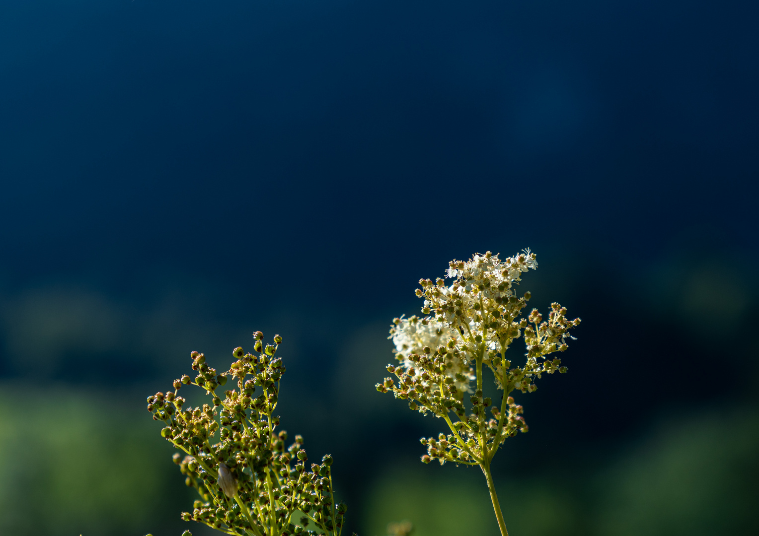 Blumen im Berg