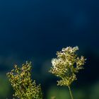 Blumen im Berg