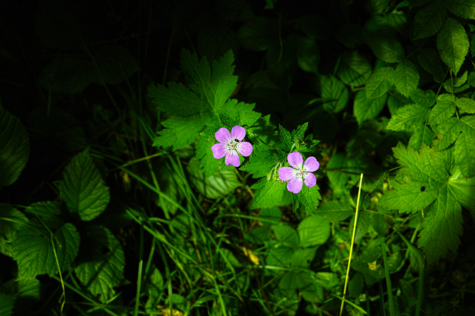 Blumen im Bergwald der Winklmoosalm