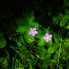 Blumen im Bergwald der Winklmoosalm