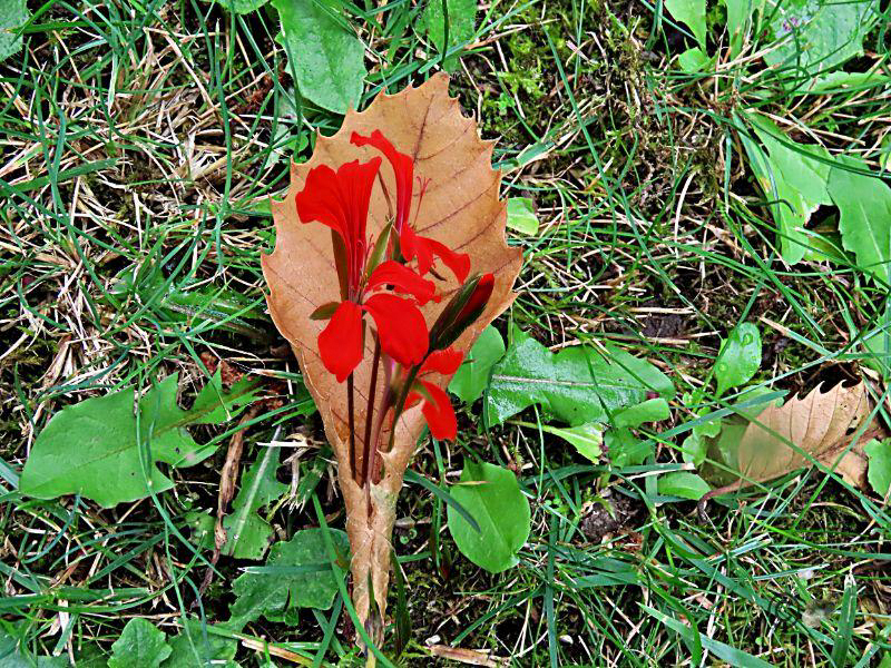 Blumen im Blatt 