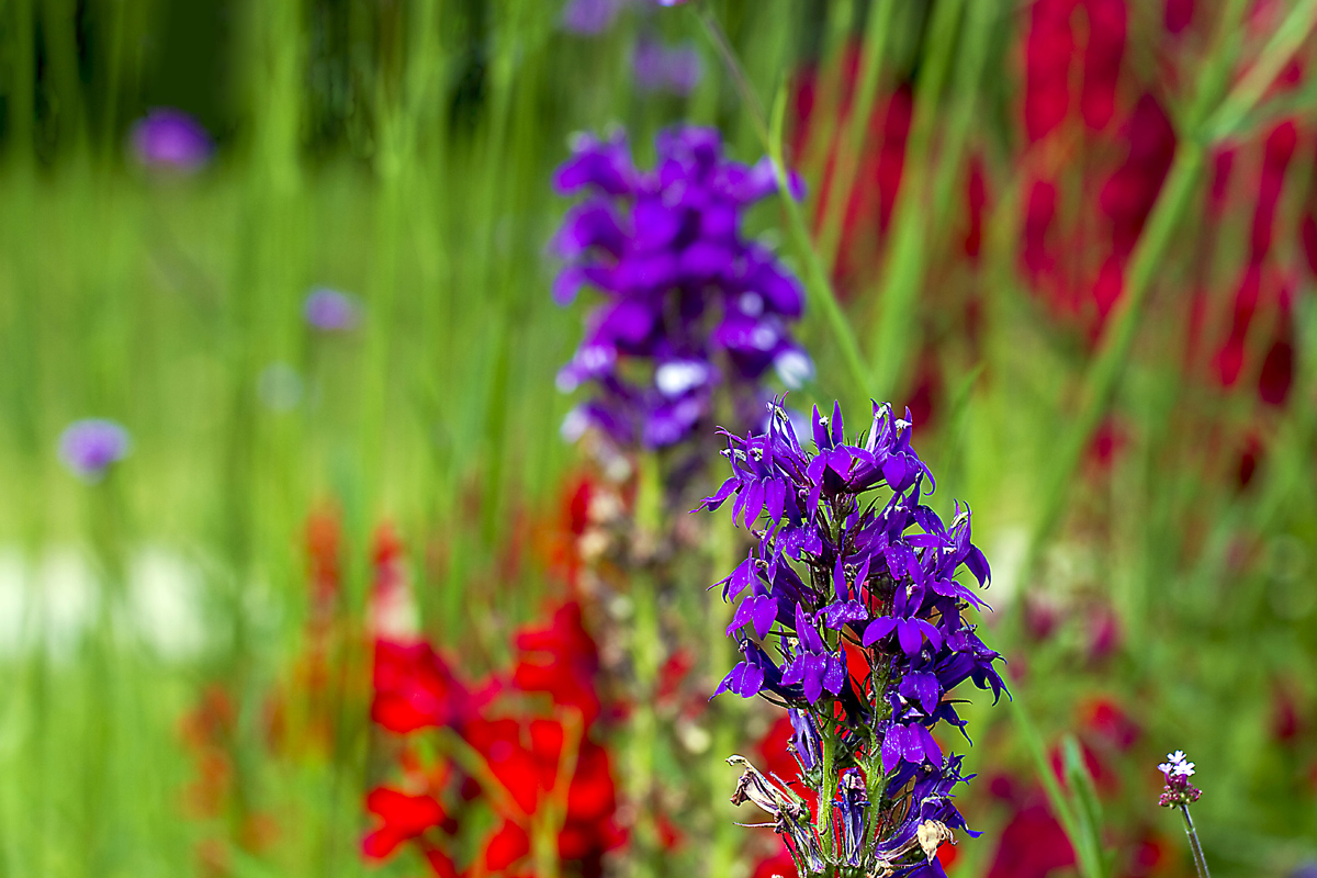 Blumen im botanischen Garten Kassel