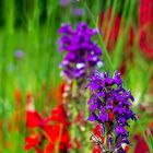 Blumen im botanischen Garten Kassel