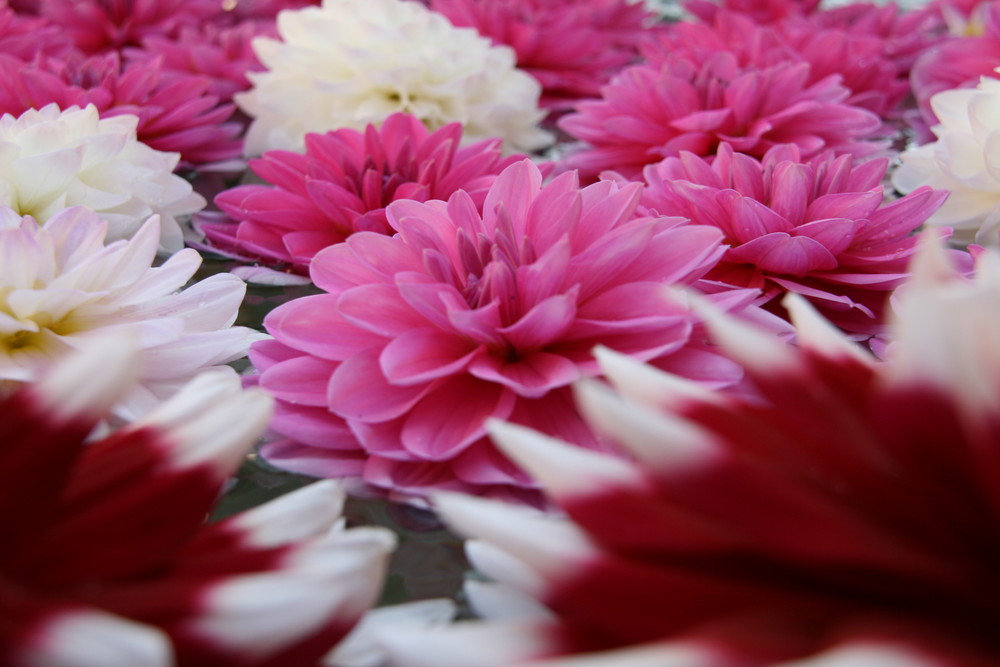 blumen im brunnen