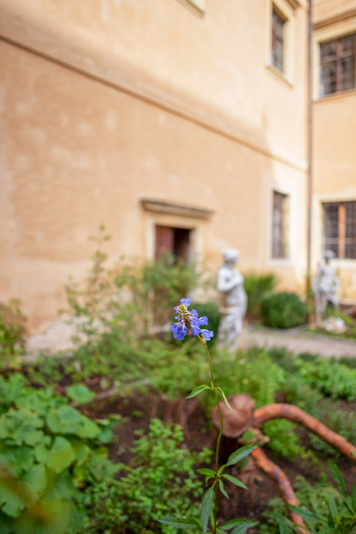 Blumen im Burghof