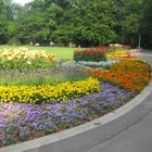 Blumen im Clara-Zetkin -Park