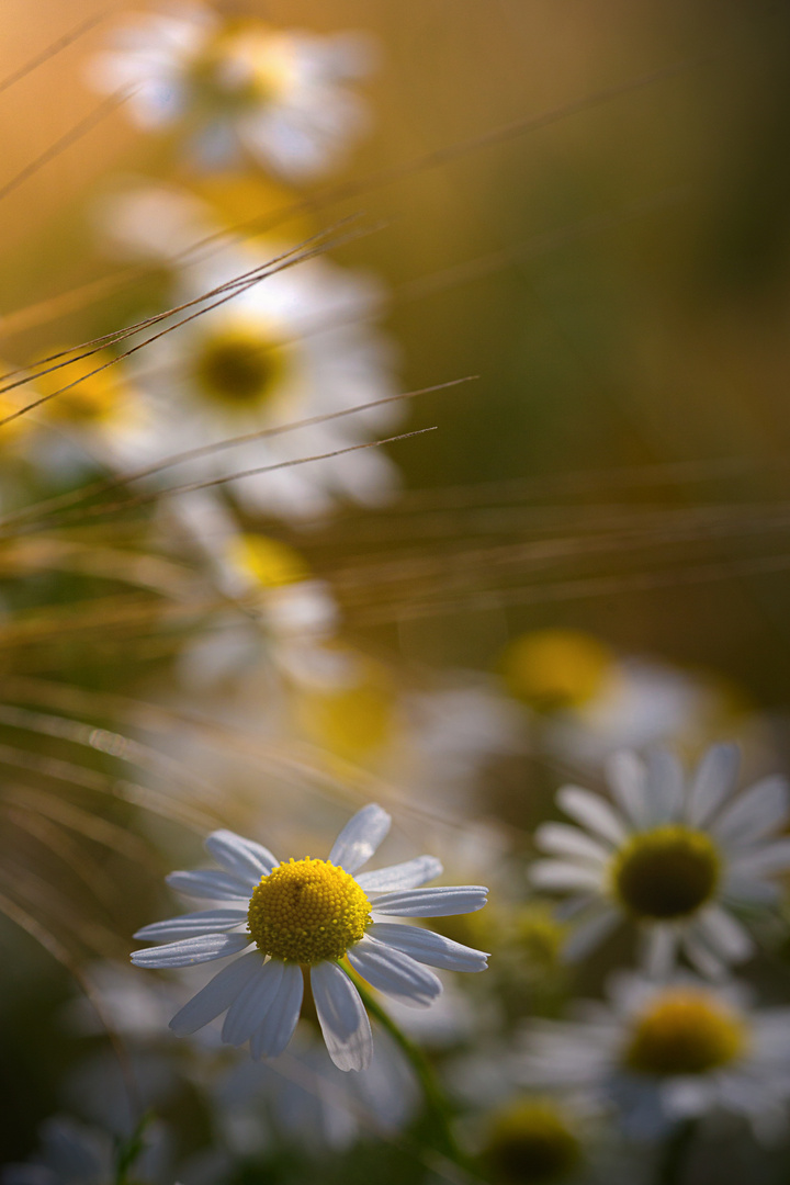 Blumen im Cornfeld