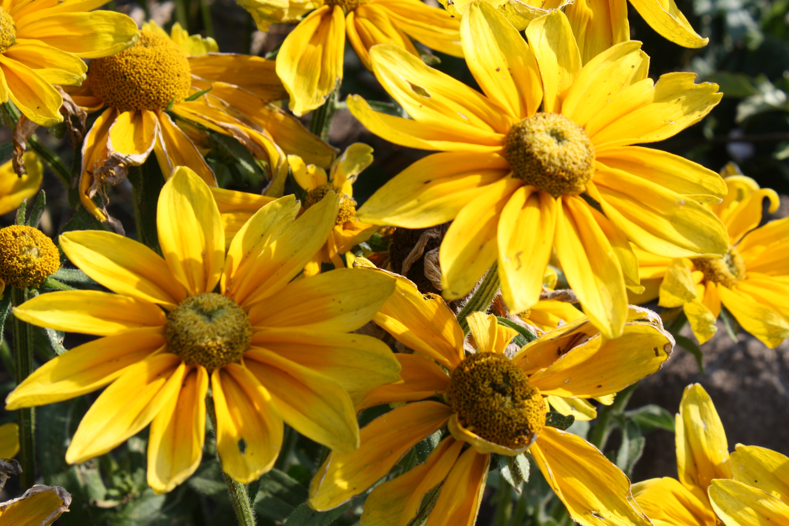 Blumen im eigenen Garten