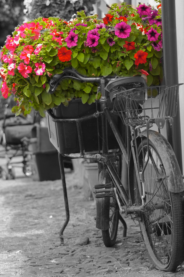 Blumen im Fahrrad