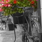 Blumen im Fahrrad