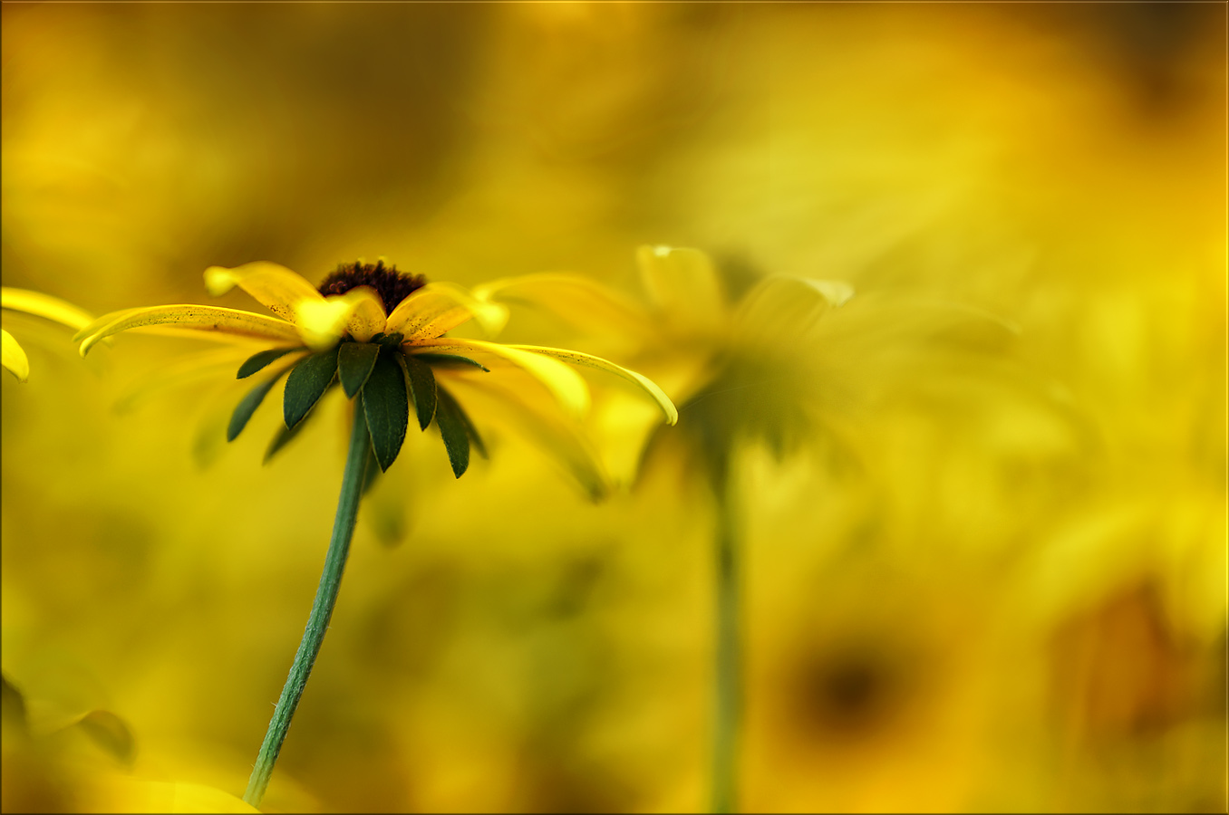 blumen im farbnebel der seelenverwandten blüten ...