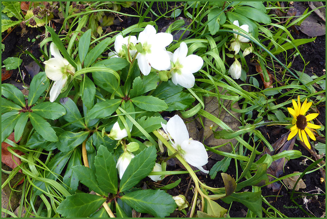 Blumen im Februar in meinem Garten