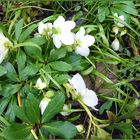 Blumen im Februar in meinem Garten