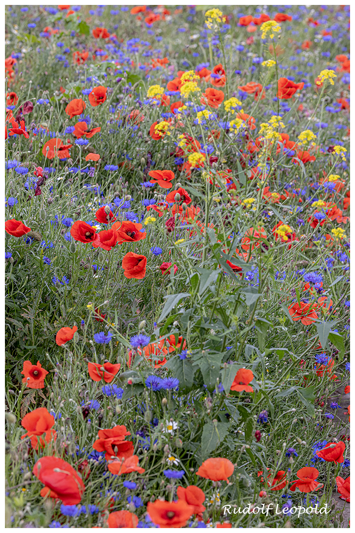 Blumen im Feld