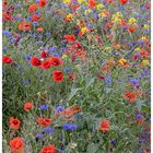 Blumen im Feld