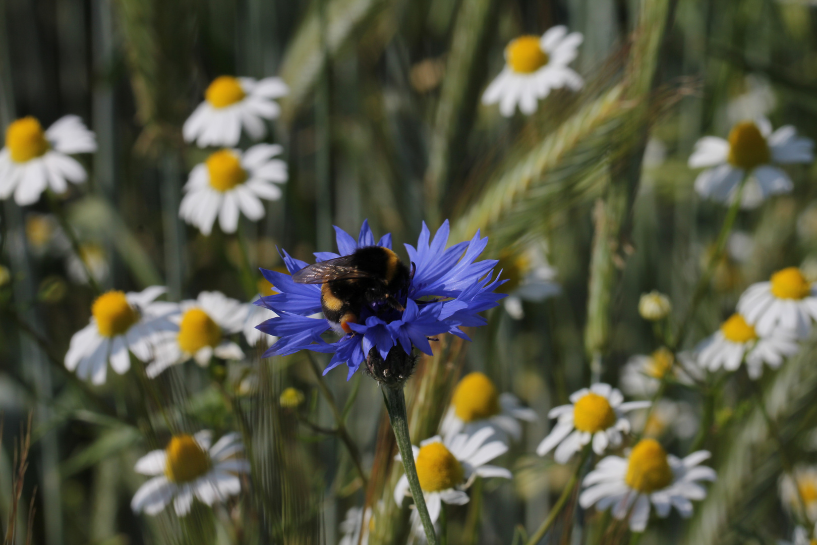 Blumen im Feld