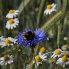 Blumen im Feld