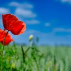 Blumen im Feld