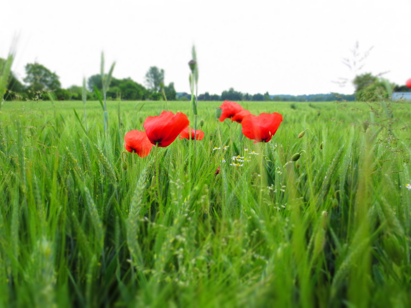 Blumen im Feld