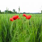 Blumen im Feld