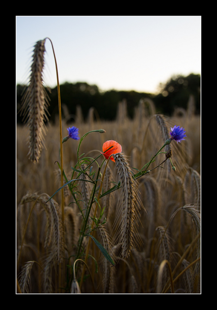 Blumen im Feld