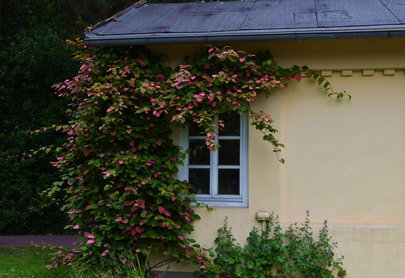 Blumen im Fenster ...