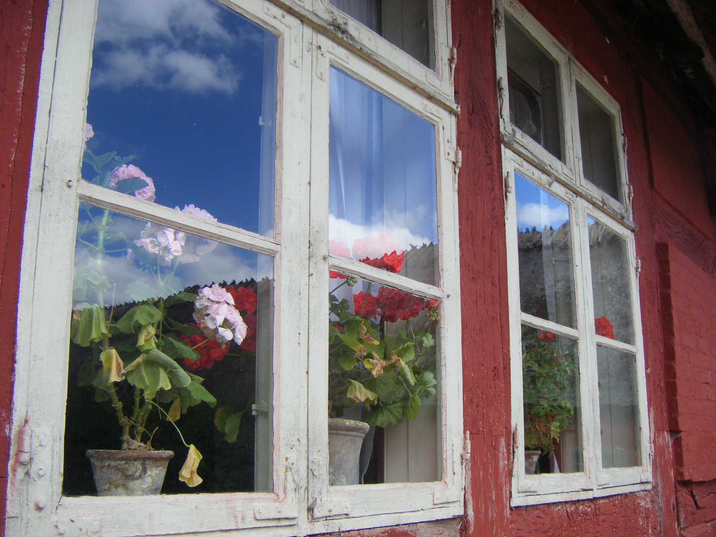 Blumen im Fenster