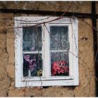 Blumen im Fenster