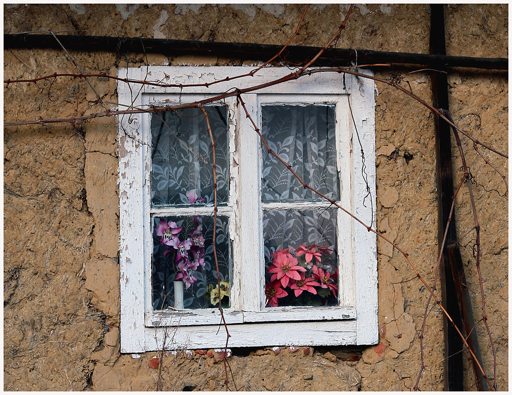 Blumen im Fenster