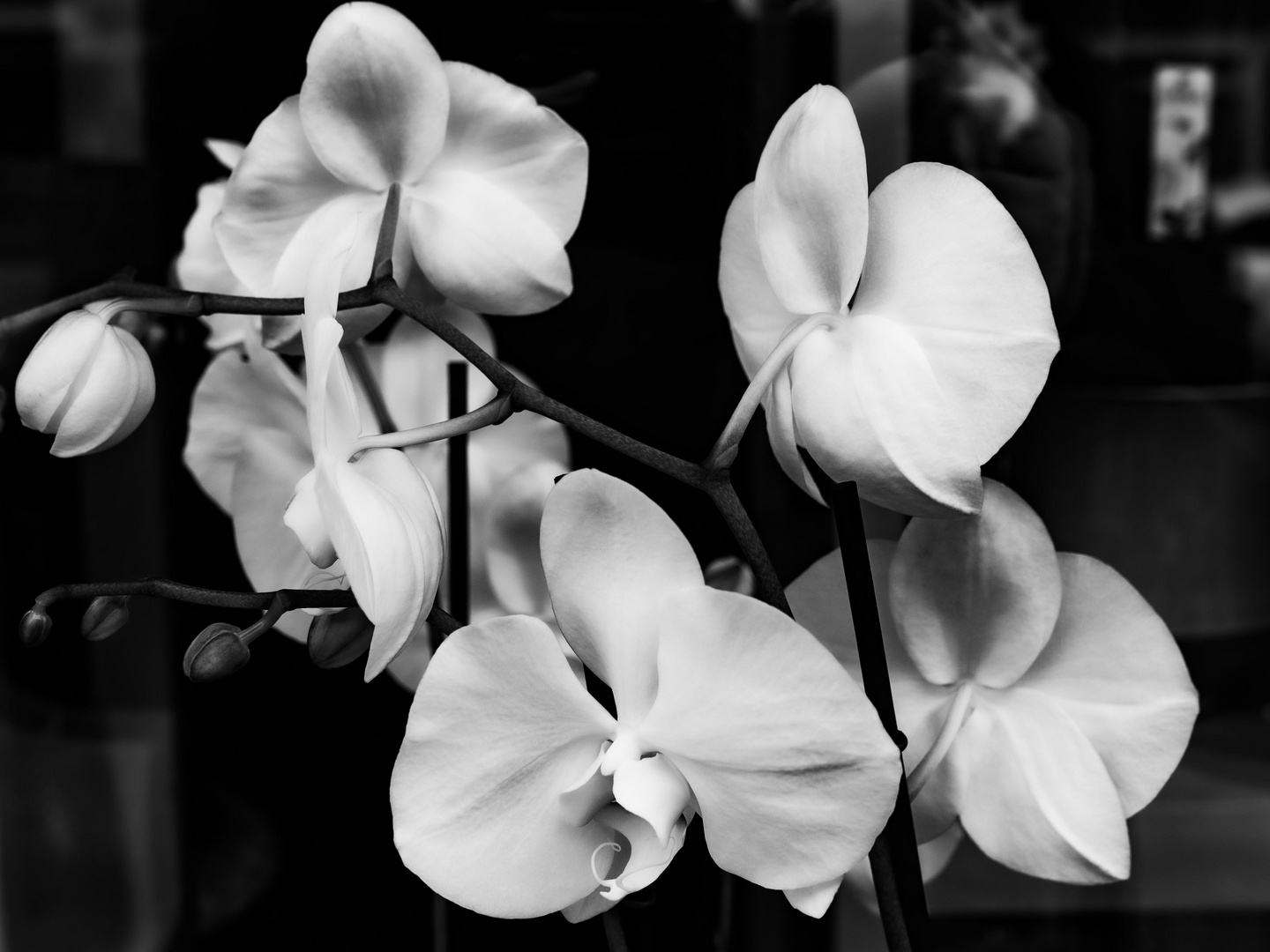 Blumen im Fenster...