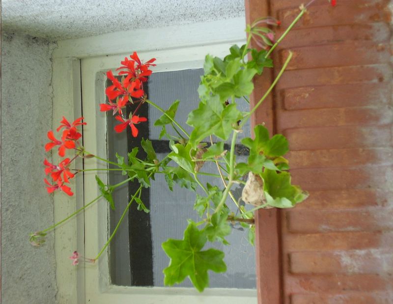 Blumen im Fenster