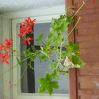 Blumen im Fenster