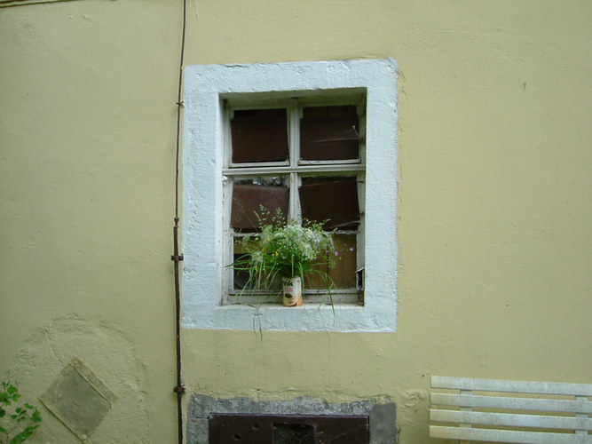 Blumen im Fenster