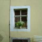 Blumen im Fenster