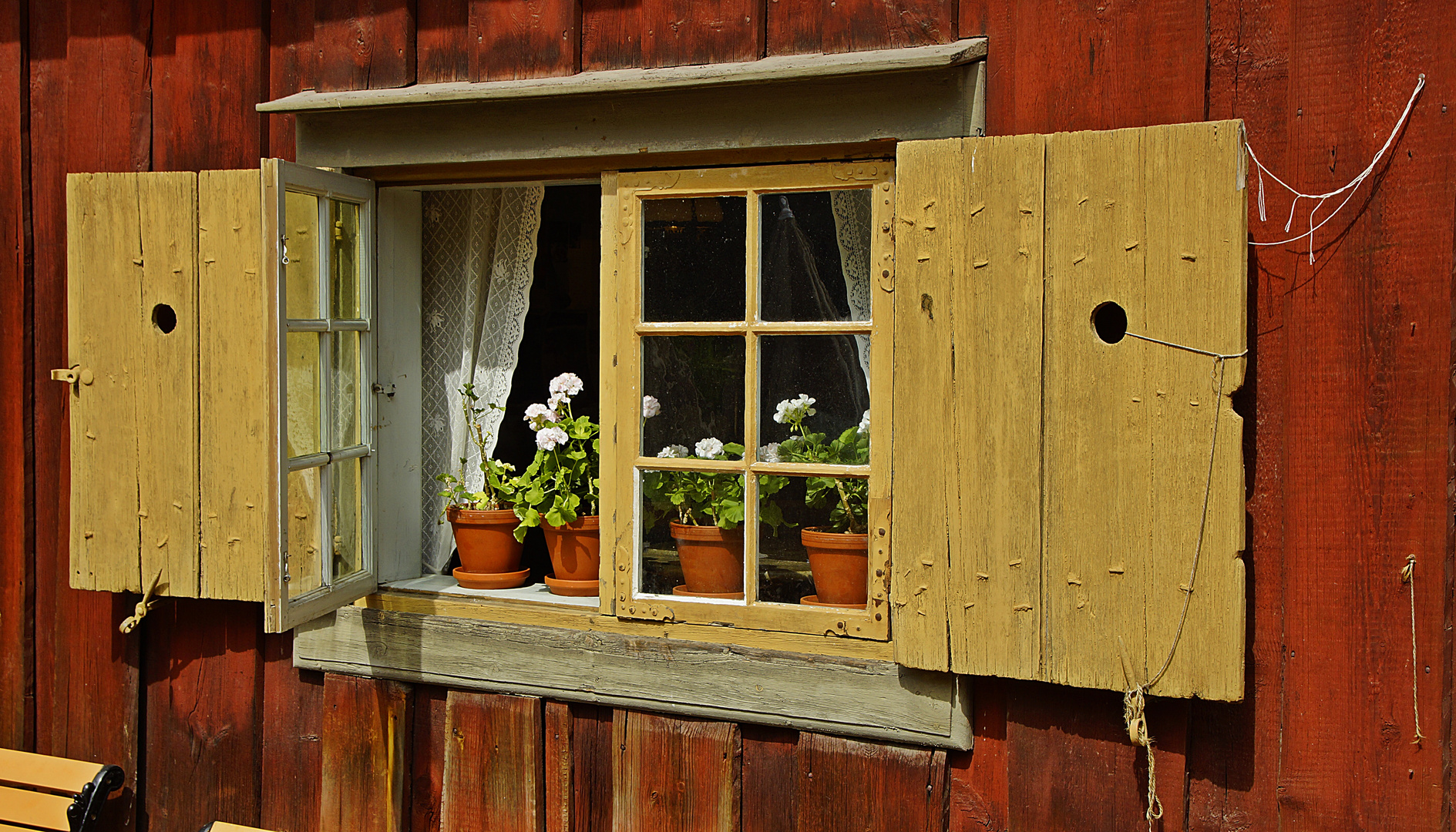 Blumen im Fenster