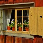 Blumen im Fenster