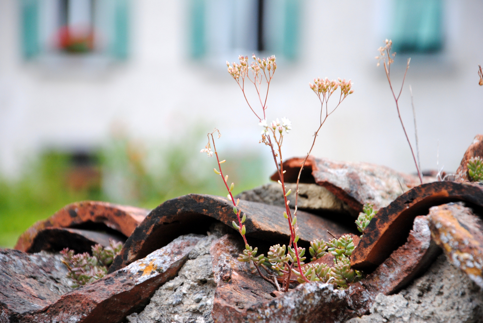 Blumen im Fenstersims