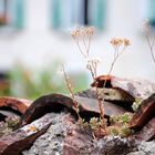 Blumen im Fenstersims