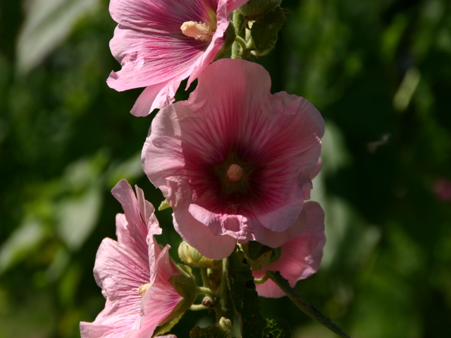 Blumen im Freilichtmusseum Lindlar - 1